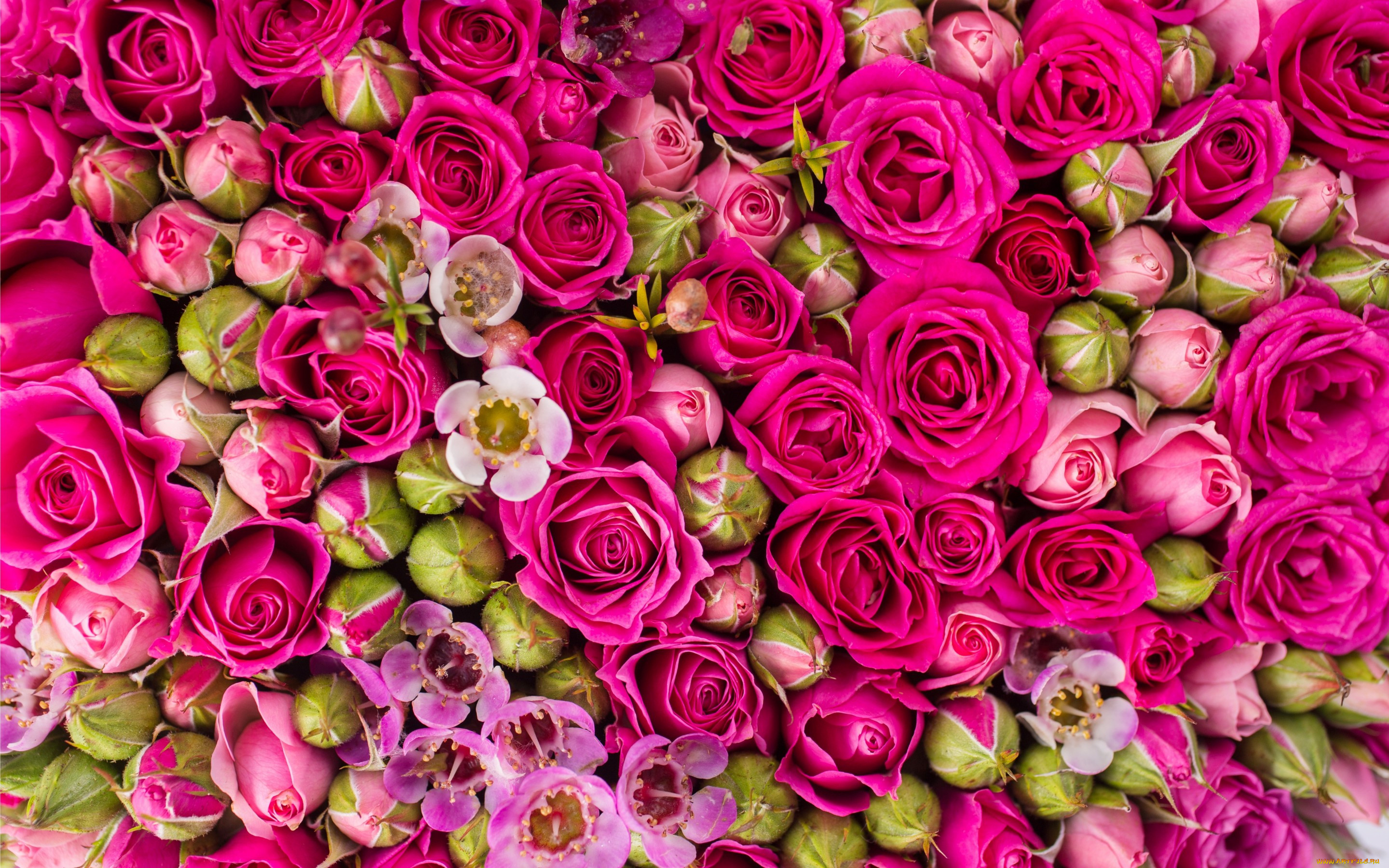 , , roses, flowers, pink